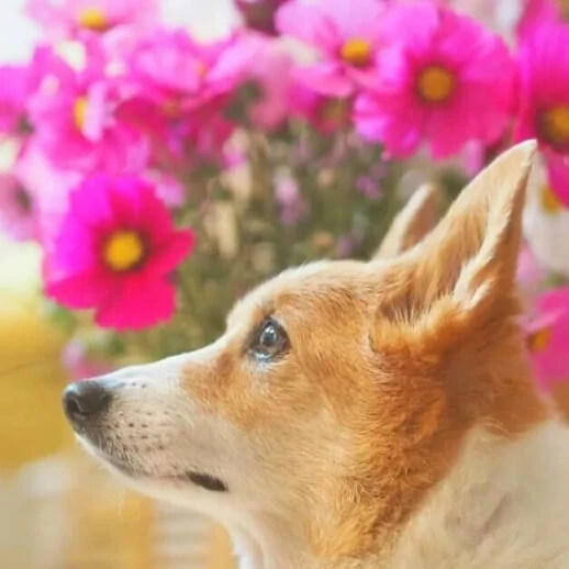 Photo of a dog